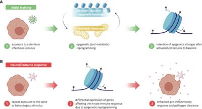 Trained immunity: A “new” weapon in the fight against infectious diseases